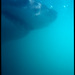 20120209223045_20x30_2011_11_white_shark_a15