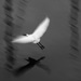 20120209210057_aigrette 20120209210057_aigrette