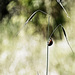 20120209214836_coccinelle1