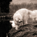 20120211092106_michelsimonpelletier_baboo,komodor 20120211092106_michelsimonpelletier_baboo,komodor