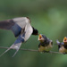 20120211113318_nourrissage_hirondelles_ 20120211113318_nourrissage_hirondelles_
