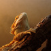 20120210075000_lezard 20120210075000_lezard