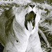 20120210094144_mon_lion 20120210094144_mon_lion