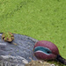 20120210105430_camouflage_ 20120210105430_camouflage_