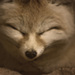 20120210123355_fennec 20120210123355_fennec