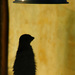 20120210130907_suricate 20120210130907_suricate