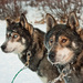 20120210134748_huskies_la