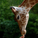 20120210184847_touroparc__2__juin_2010_350__girafe___courbe