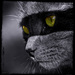 20120211051947_leo___le_chat_masque_copie_300dpi