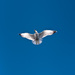 20120211151235_sans_titre__1___jerome_babize 20120211151235_sans_titre__1___jerome_babize