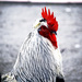 20120211235939_punk 20120211235939_punk