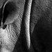 20120212122448_rhino_vertical 20120212122448_rhino_vertical