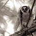 20120212125041_aux_aguets 20120212125041_aux_aguets