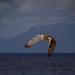 20120212211228_the_owl 20120212211228_the_owl