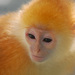 20120212223206_animal___call_me_ginger