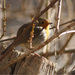 20120212223554_rouge_g 20120212223554_rouge_g