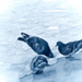 20120212224126_pigeonbwdxofp_dxofp 20120212224126_pigeonbwdxofp_dxofp