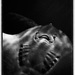 20120210150557_9594_portraie 20120210150557_9594_portraie