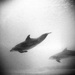 20120210225533_dauphins