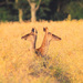20120212160452_biche_a_2_tetes 20120212160452_biche_a_2_tetes