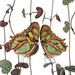 20120212183551_siproeta_steneles_hanashikomu_ 20120212183551_siproeta_steneles_hanashikomu_