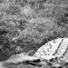 20120213181158_croc 20120213181158_croc