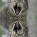 20120214113002_double_her 20120214113002_double_her
