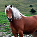 20120213214249_lion_avoldoire 20120213214249_lion_avoldoire