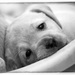 20120213230506_chiot_2008_11_115 20120213230506_chiot_2008_11_115