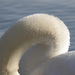 20120213231008_col_de_cygne 20120213231008_col_de_cygne