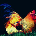 20120214001952_coq 20120214001952_coq