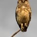 20120214084805_mri__chouette 20120214084805_mri__chouette