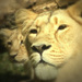 20120214093036_lionne_et_petit 20120214093036_lionne_et_petit