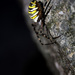 20120214095620_arachnophobie 20120214095620_arachnophobie