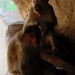 20120214113531_dsc_1072_dreamofmonkey 20120214113531_dsc_1072_dreamofmonkey