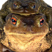 20120214115101_crapaud