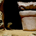 20120214121050_le_lezard_copie 20120214121050_le_lezard_copie