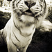 20120214133617_clement_lionel 20120214133617_clement_lionel