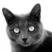 20120214154058_gcophoto_cat_0001_3 20120214154058_gcophoto_cat_0001_3