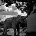 20120214173032_efelant_4 20120214173032_efelant_4