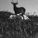 20120213164639_lomig_perrotin_cerf_concours_cp_arles 20120213164639_lomig_perrotin_cerf_concours_cp_arles