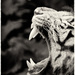 20120213224823_tigre 20120213224823_tigre