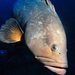 20120214074509_merou___philippe_aboulin 20120214074509_merou___philippe_aboulin