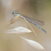 20120214092206_demoiselle_crepuscule