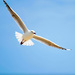 20120214095936_smichaux_acte1 20120214095936_smichaux_acte1