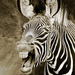 20120214102153_zebre1 20120214102153_zebre1