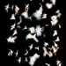 20120214114710_ephemeres_jogood 20120214114710_ephemeres_jogood
