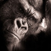 20120214182831_want_to_be_free___p1091318 20120214182831_want_to_be_free___p1091318