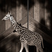 20120213220534_girafe