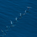 20120214011352_k3_flyingfish_hd 20120214011352_k3_flyingfish_hd